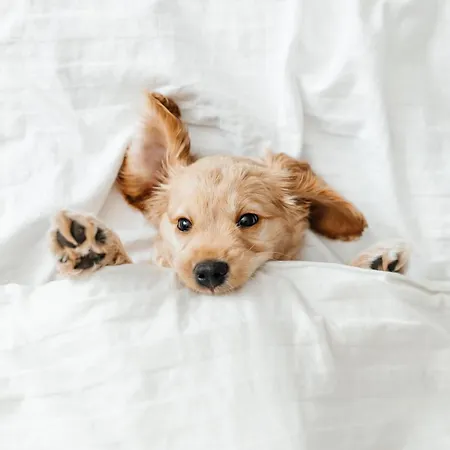 מלון Pestana Village Garden