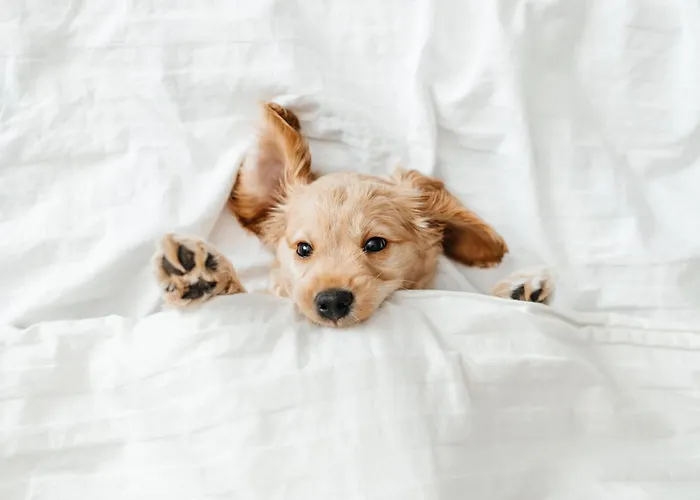 Hotel Pestana Village Garden